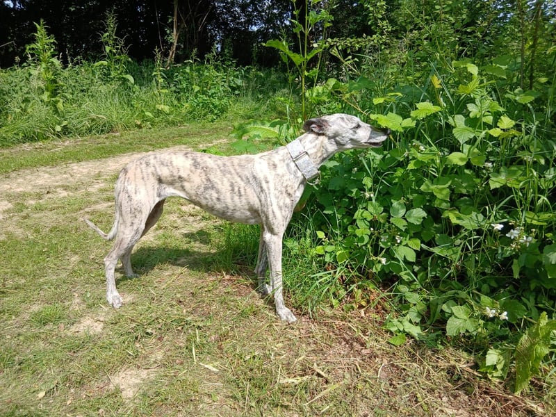 Espania(CR) hübsches Galgo Mädchen sucht seine Familie