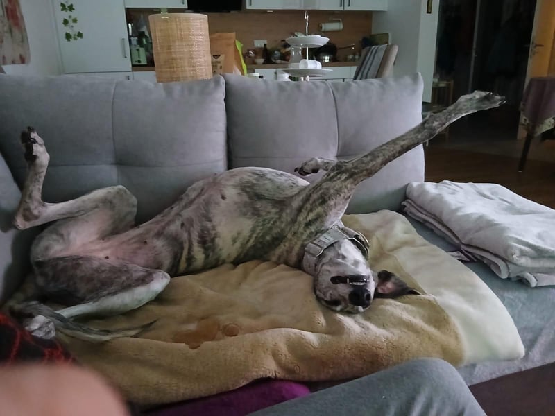 Espania(CR) hübsches Galgo Mädchen sucht seine Familie