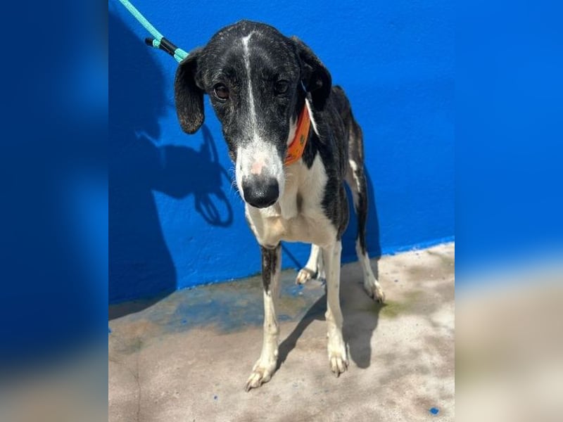Marylin, zauberhafte Galgo Lady, zu brav für die Jagd, abgegeben