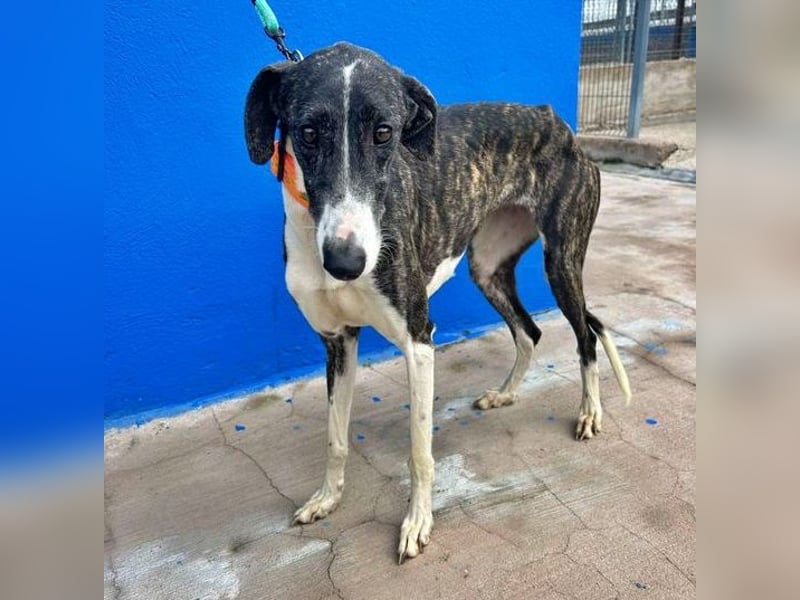 Marylin, zauberhafte Galgo Lady, zu brav für die Jagd, abgegeben