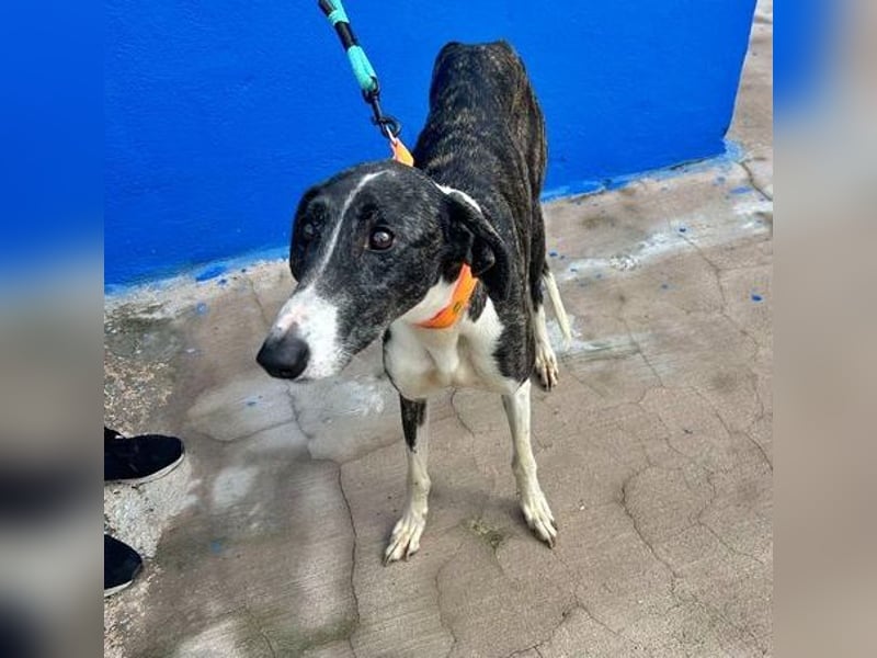 Marylin, zauberhafte Galgo Lady, zu brav für die Jagd, abgegeben