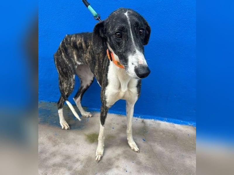 Marylin, zauberhafte Galgo Lady, zu brav für die Jagd, abgegeben