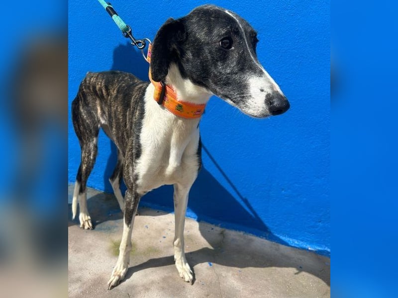 Marylin, zauberhafte Galgo Lady, zu brav für die Jagd, abgegeben