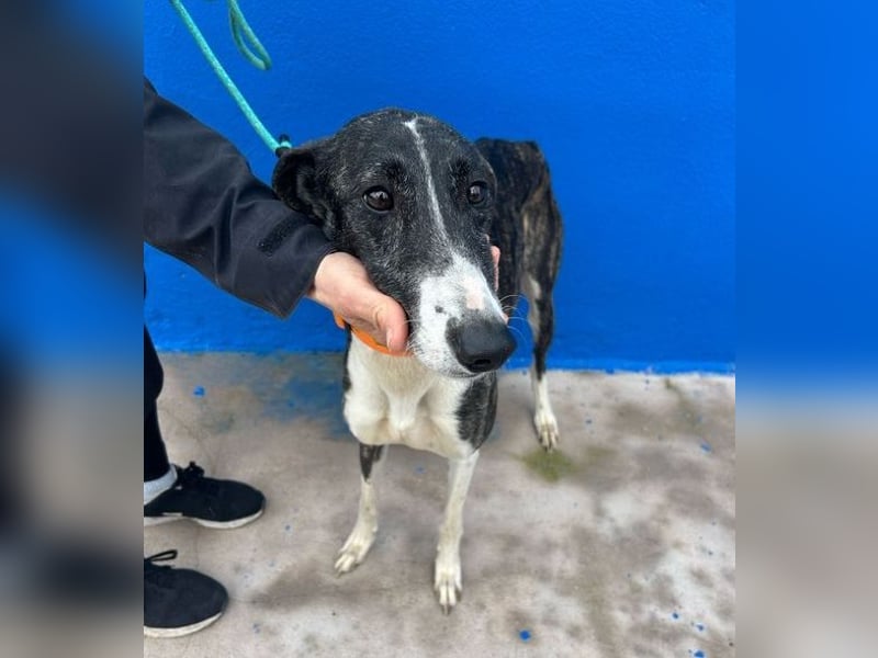 Marylin, zauberhafte Galgo Lady, zu brav für die Jagd, abgegeben