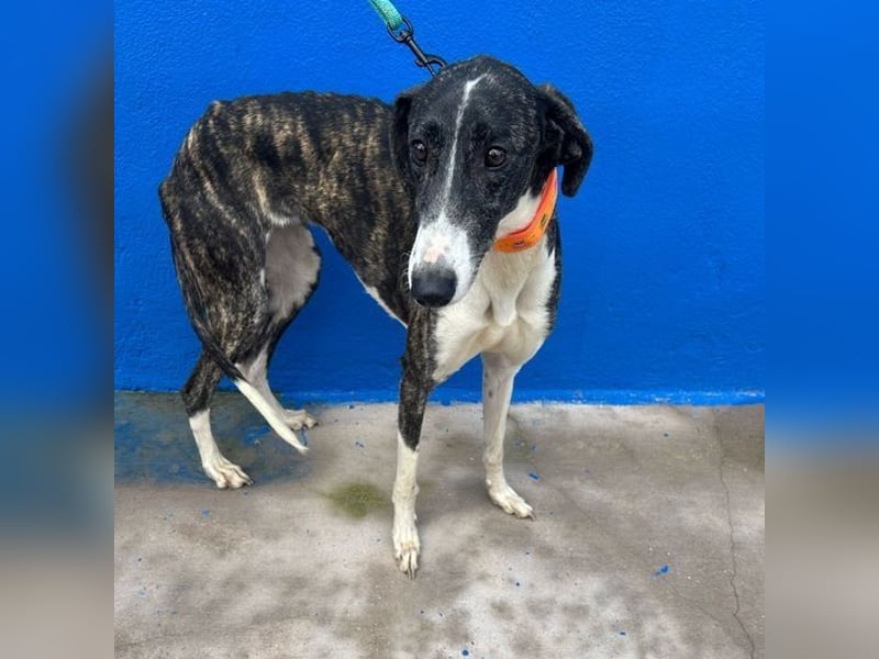 Marylin, zauberhafte Galgo Lady, zu brav für die Jagd, abgegeben