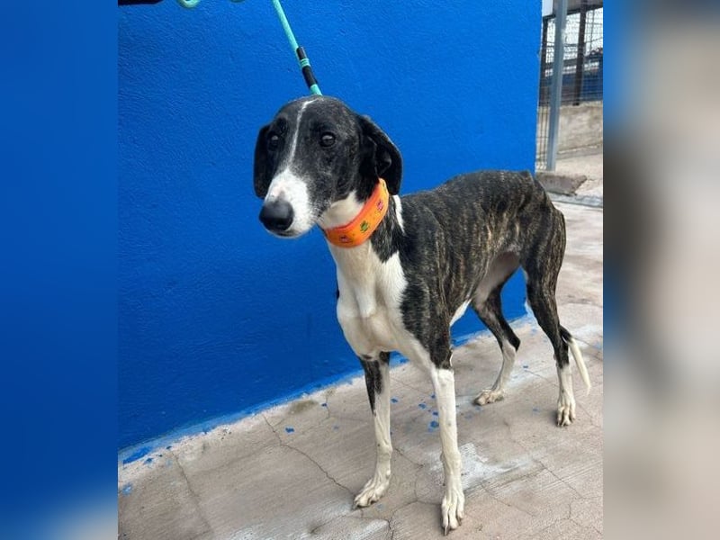 Marylin, zauberhafte Galgo Lady, zu brav für die Jagd, abgegeben