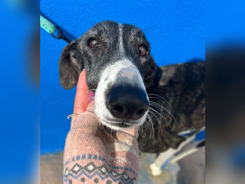 Marylin, zauberhafte Galgo Lady, zu brav für die Jagd, abgegeben