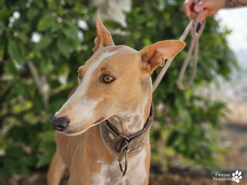 Elu ist aktiv, verschmust, fröhlich (Galgo Podenco Mix)