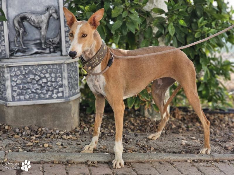 Elu ist aktiv, verschmust, fröhlich (Galgo Podenco Mix)