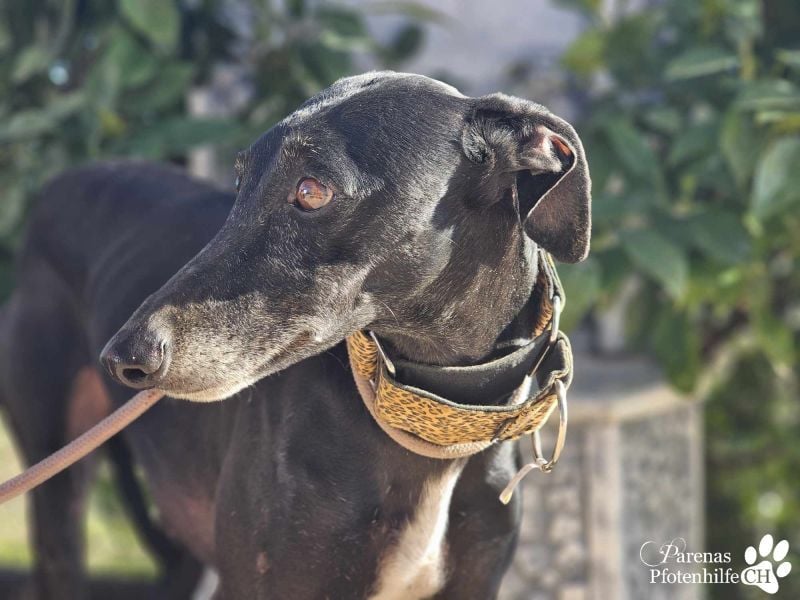 Zanora sucht ein liebevolles, geduldiges Zuhause
