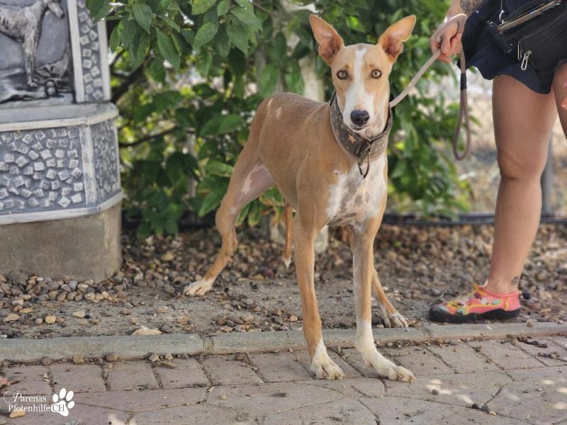 Elu ist aktiv, verschmust, fröhlich (Galgo Podenco Mix)