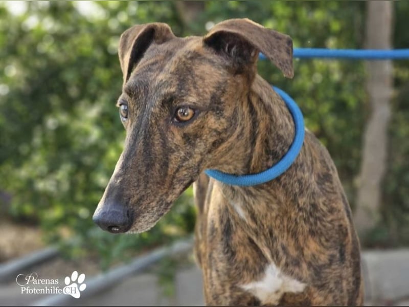 Elonia - auch für Galgoanfänger geeignet