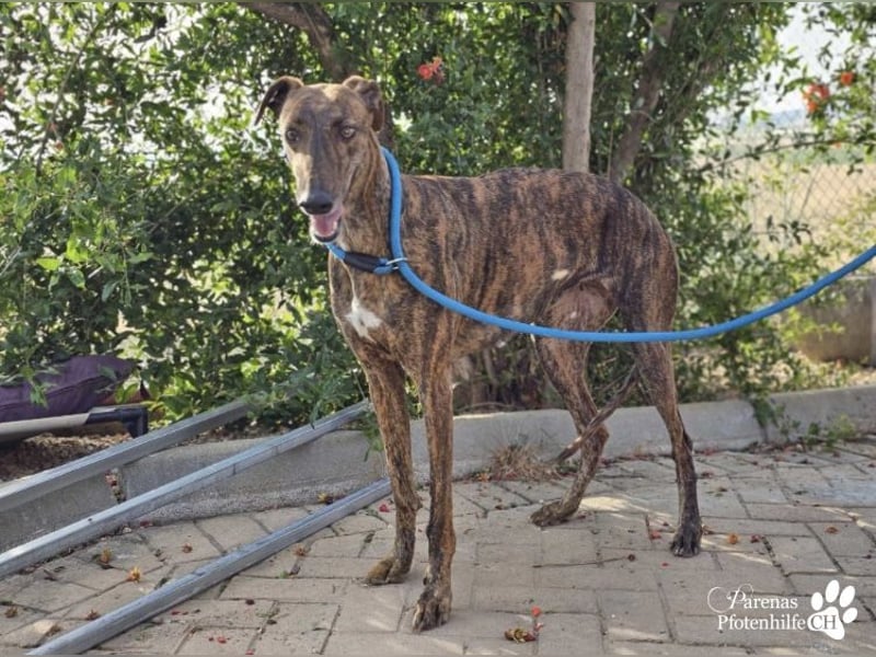 Elonia - auch für Galgoanfänger geeignet
