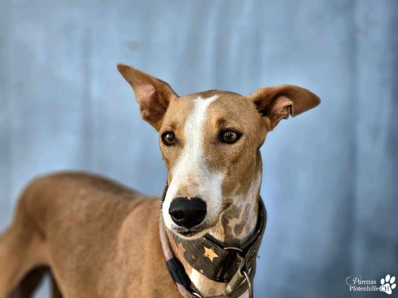 Elu ist aktiv, verschmust, fröhlich (Galgo Podenco Mix)
