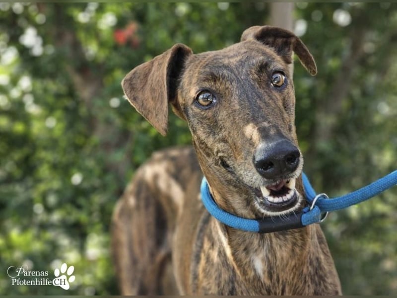 Elonia - auch für Galgoanfänger geeignet