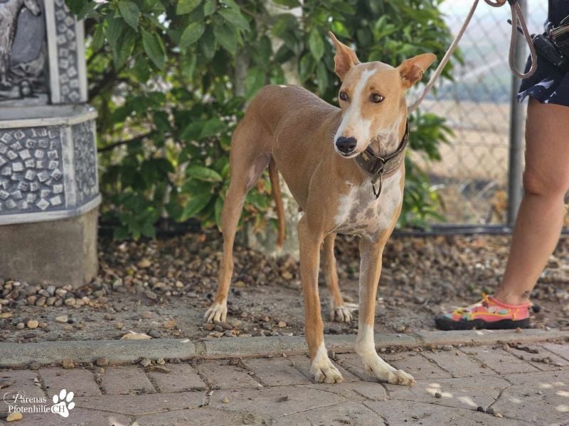 Elu ist aktiv, verschmust, fröhlich (Galgo Podenco Mix)