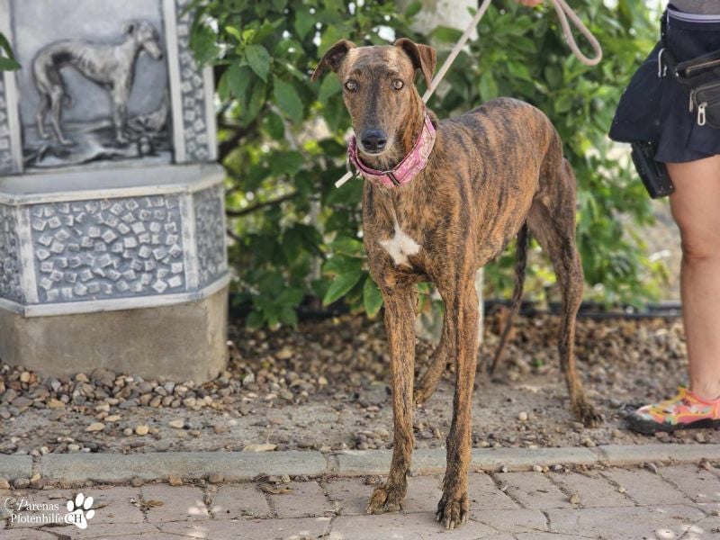Elonia - auch für Galgoanfänger geeignet