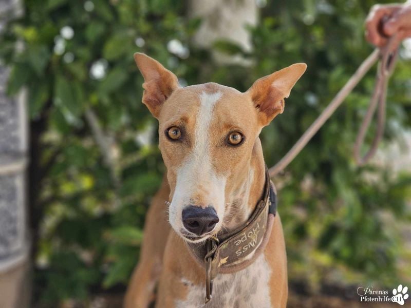 Elu ist aktiv, verschmust, fröhlich (Galgo Podenco Mix)