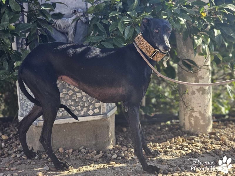 Zanora sucht ein liebevolles, geduldiges Zuhause