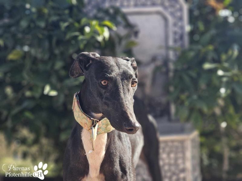 Ziva ist eine aktive Galga, die aber auch sehr verschmust ist