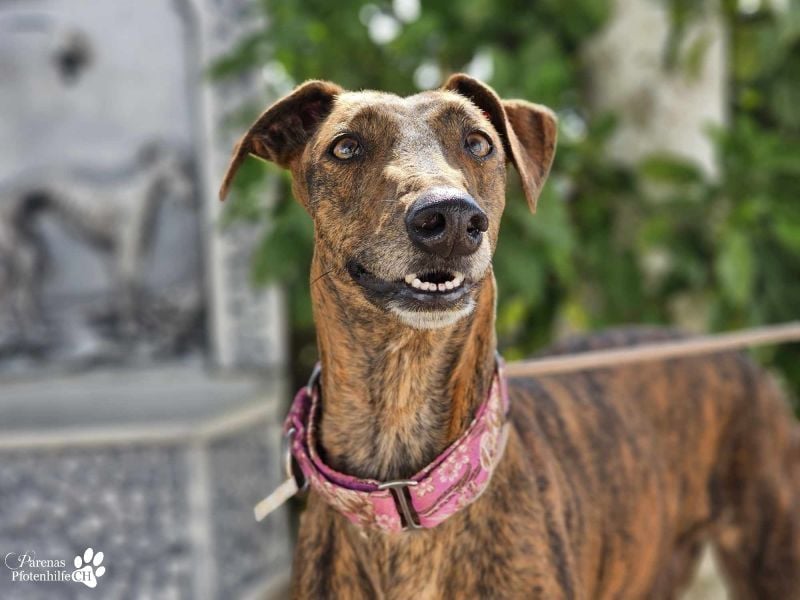 Elonia - auch für Galgoanfänger geeignet