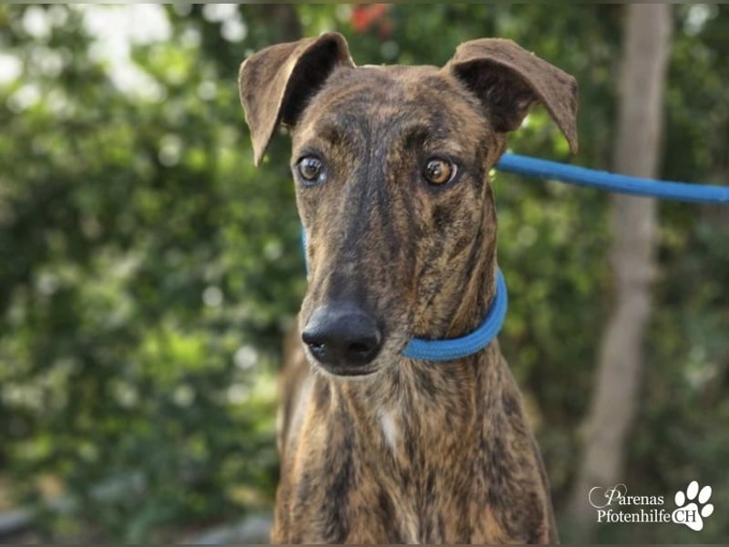 Elonia - auch für Galgoanfänger geeignet