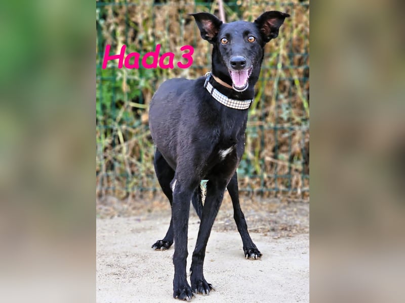 Hada3 geb. 05/2019 (ESP) - zuneigungsvolle und anhängliche Galgo-Mix Hündin!