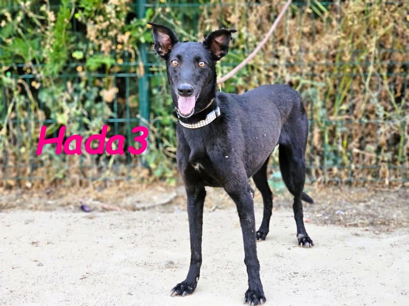 Hada3 geb. 05/2019 (ESP) - zuneigungsvolle und anhängliche Galgo-Mix Hündin!