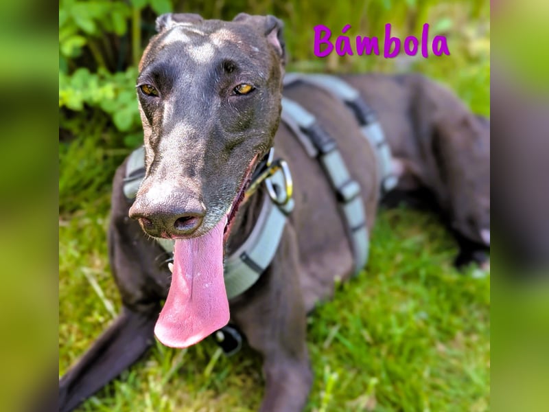 Bámbola 02/2023 (in Deutschland) - lebensfrohe, liebevolle und neugierige Galga!