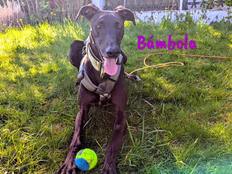 Bámbola 02/2023 (in Deutschland) - lebensfrohe, liebevolle und neugierige Galga!