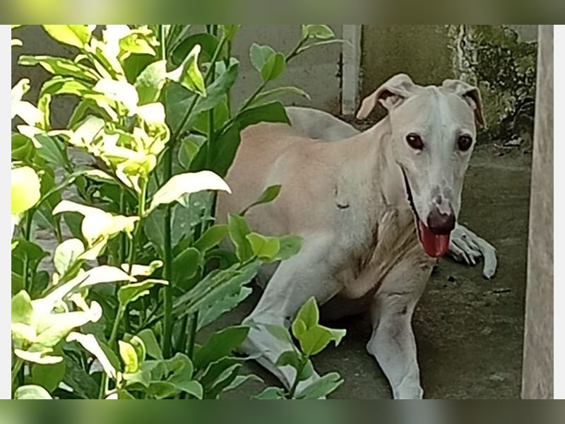Nati(TO) bildhübsche Hündin sucht liebevolles Zuhause