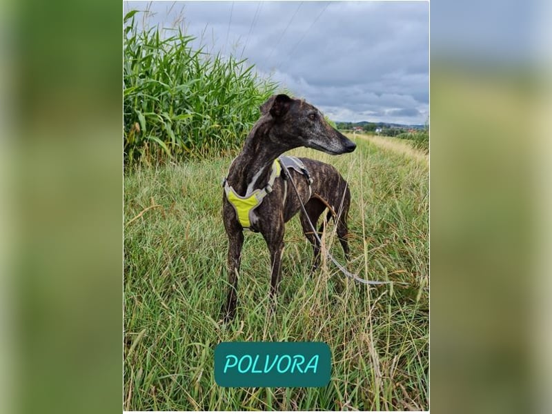 ❤️POLVORA❤️ Auf Pflegestelle in Deutschland