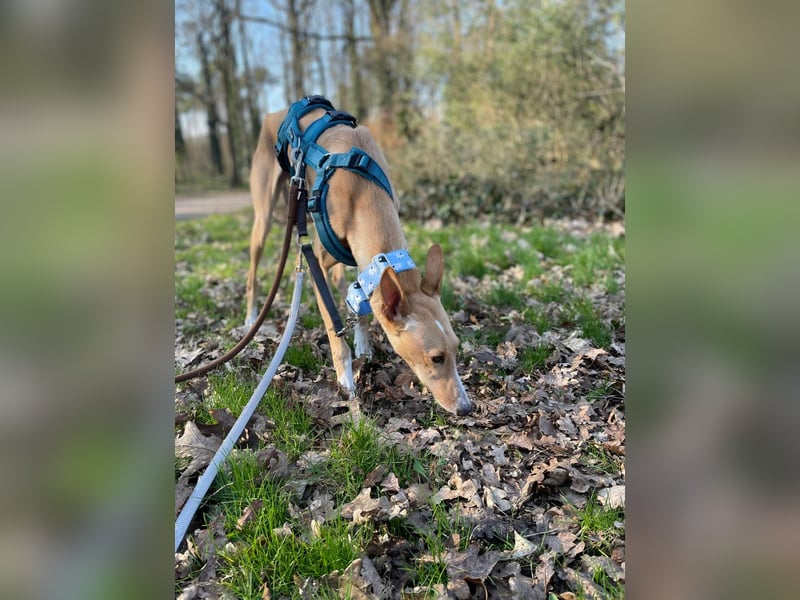 Flecha wartet in 46286 Dorsten