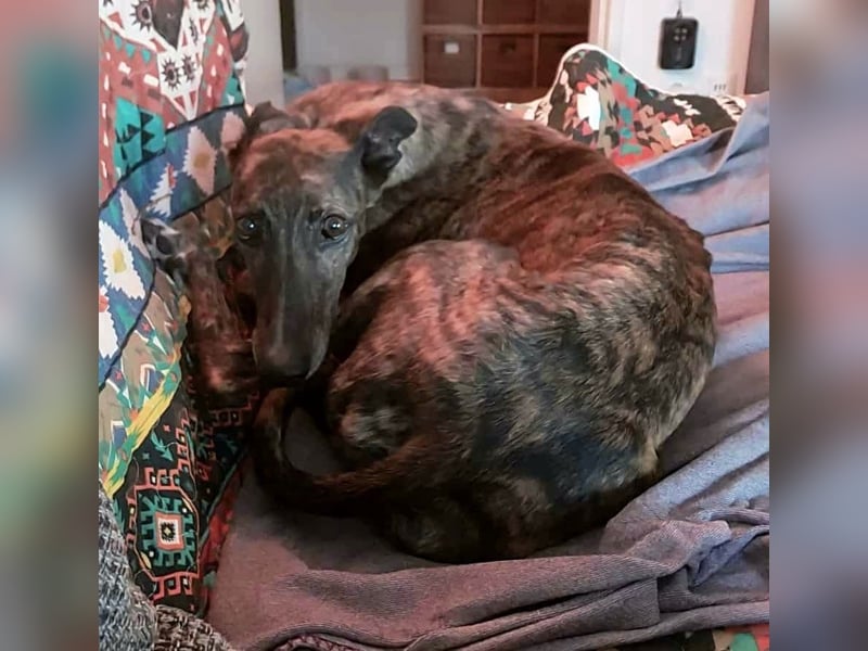 Duna, lieb und verträglich
