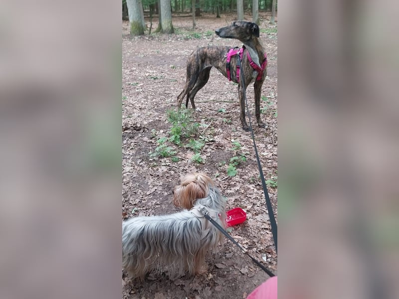 Duna, lieb und verträglich