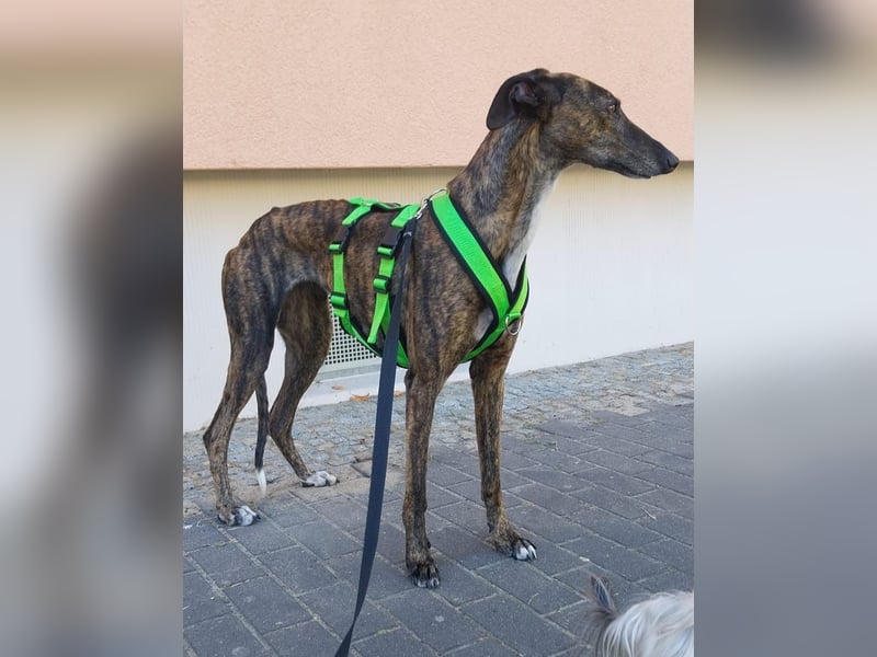 Duna, lieb und verträglich