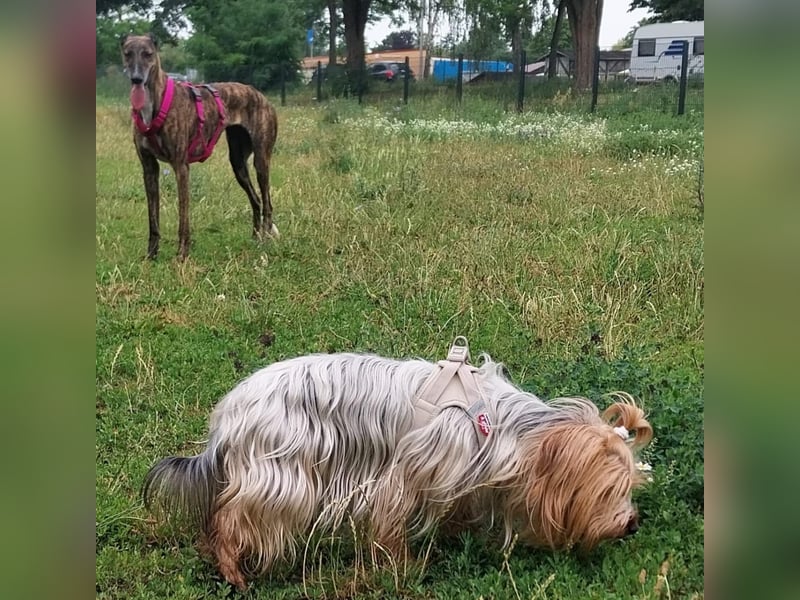 Duna, lieb und verträglich