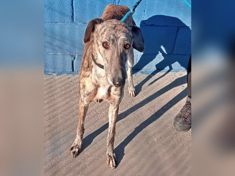 Rubi, super soziale Galgo Maus, sucht Wärme und Nähe
