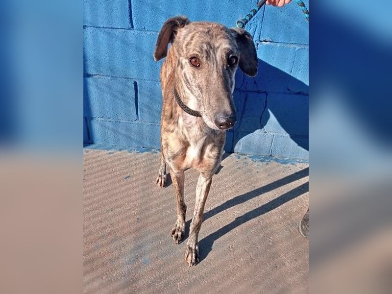 Rubi, super soziale Galgo Maus, sucht Wärme und Nähe