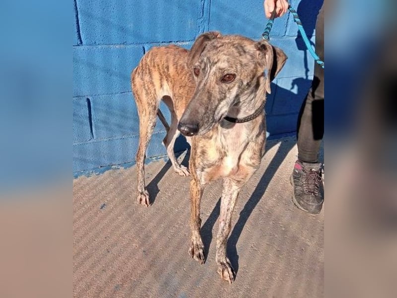 Rubi, super soziale Galgo Maus, sucht Wärme und Nähe