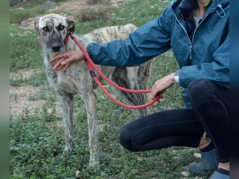 Manzanilla, zu lange unverschuldet im Tierheim, schüchtern und liebevoll