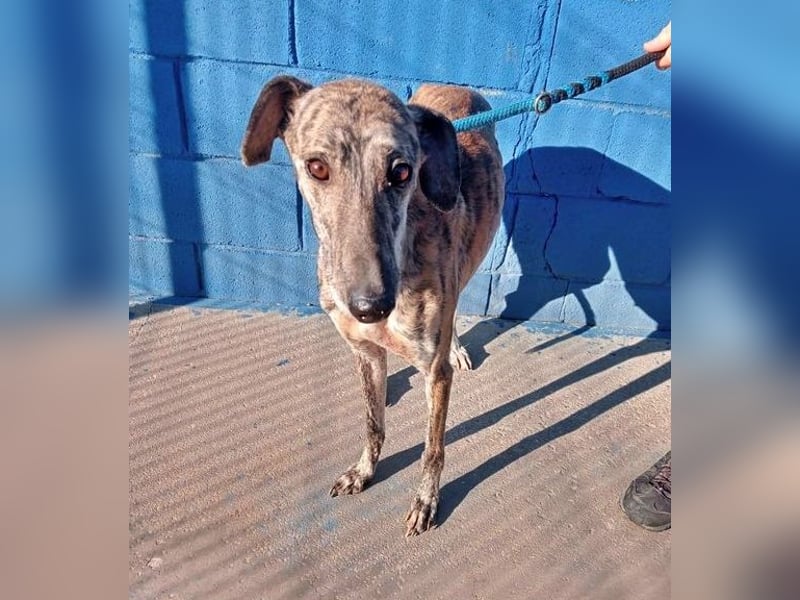 Rubi, super soziale Galgo Maus, sucht Wärme und Nähe