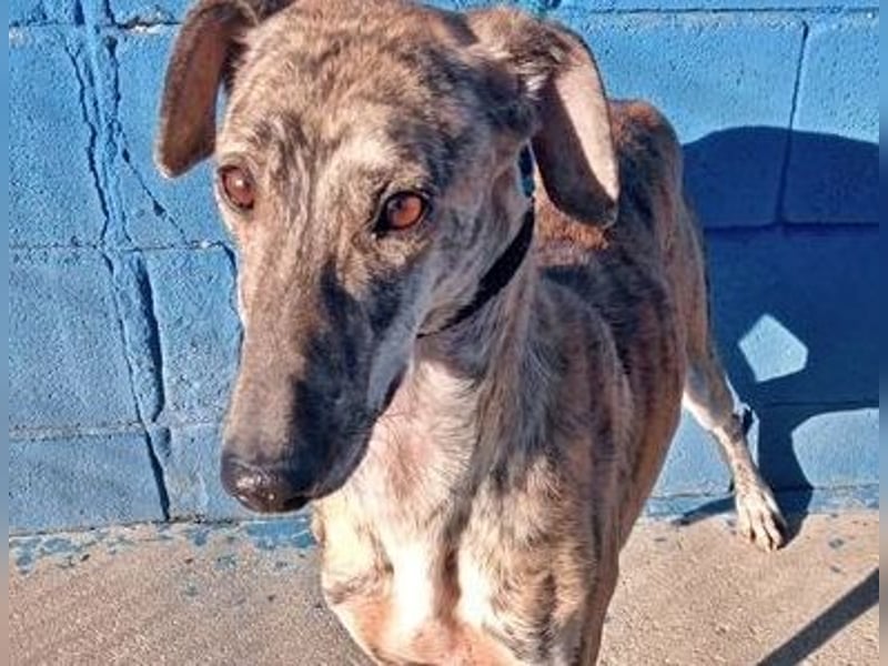 Rubi, super soziale Galgo Maus, sucht Wärme und Nähe
