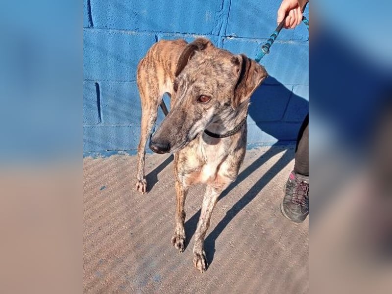 Rubi, super soziale Galgo Maus, sucht Wärme und Nähe