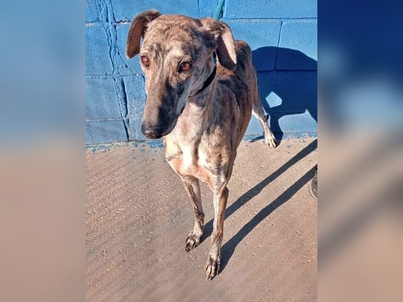 Rubi, super soziale Galgo Maus, sucht Wärme und Nähe