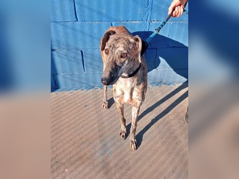 Rubi, super soziale Galgo Maus, sucht Wärme und Nähe