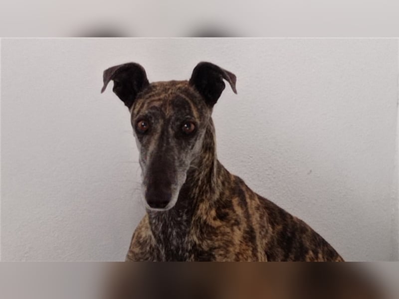 Rumba – sehnt sich danach das Tierheim hinter sich zu lasen