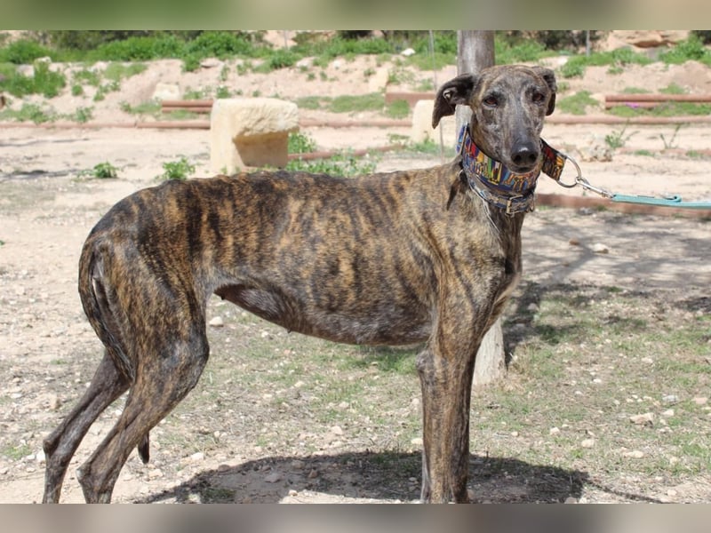 CORA-zarte Galgo-Seele auf der Suche nach einem liebevollen Zuhause