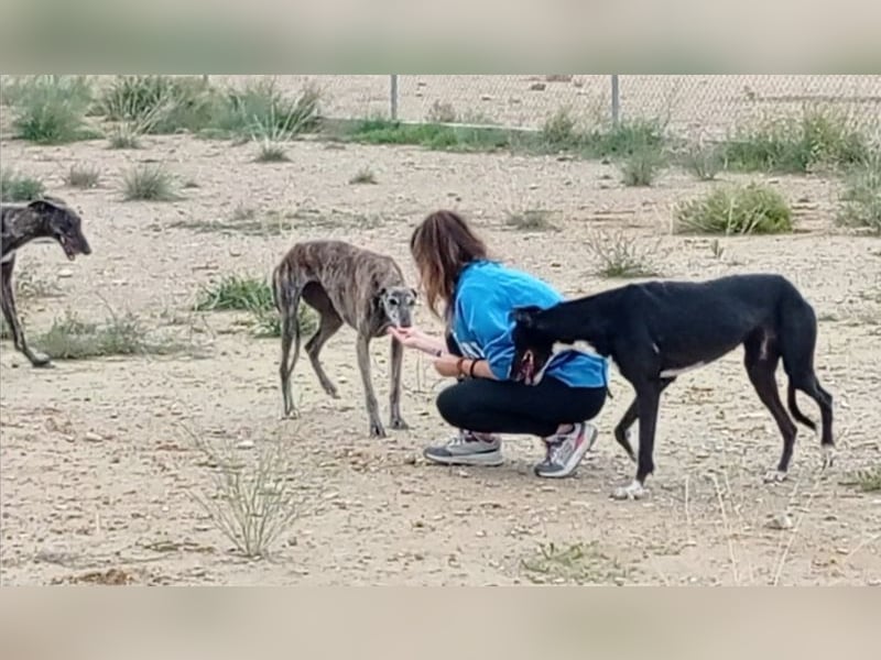 DIANA-liebe, noch etwas zurückhaltende, anhängliche Maus, die schon gut an der Leine läuft