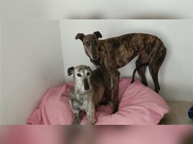 Rumba – sehnt sich danach das Tierheim hinter sich zu lasen